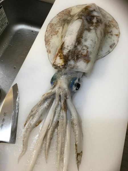 春イカ狙ってきました。