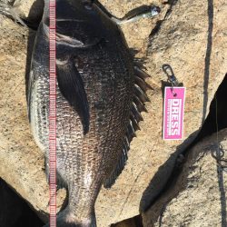 リベンジに来た