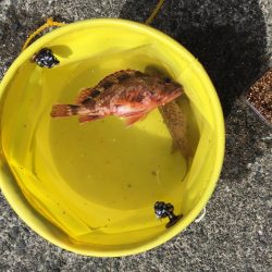 エサ釣りとジギング