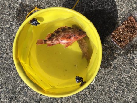 エサ釣りとジギング