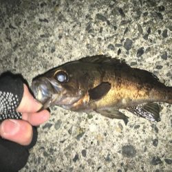 渋いライトゲーム