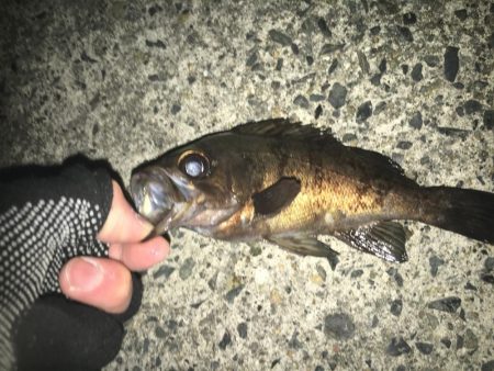 渋いライトゲーム