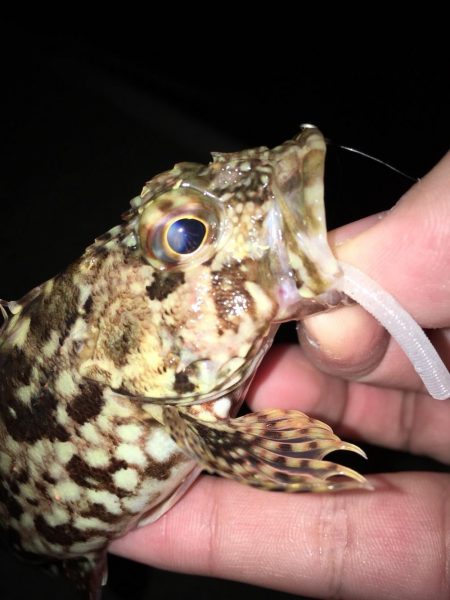 安定してます！癒しのライトゲーム！！