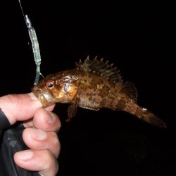 ナイスガッシー!