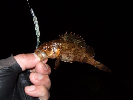 ナイスガッシー!