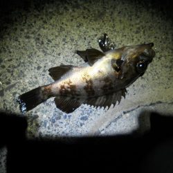 暖かくなったので