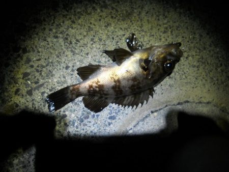 暖かくなったので