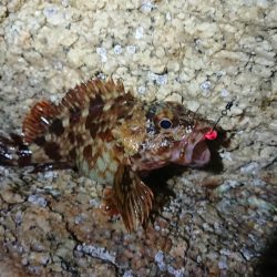 仕事終わりメバリング