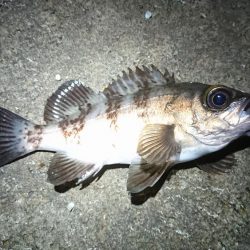 昨日のリベンジ