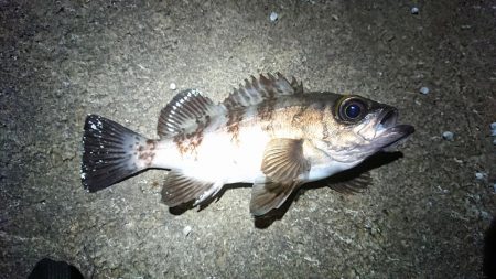 昨日のリベンジ