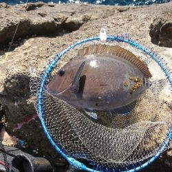 勝浦でグレ釣り