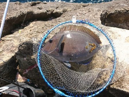 勝浦でグレ釣り