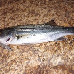 メバルプラッキング