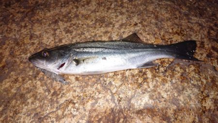 メバルプラッキング