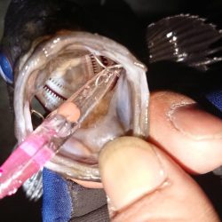 メバルプラッキング