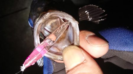 メバルプラッキング