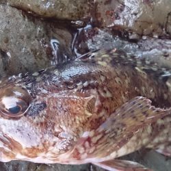 釣りを許された時間で