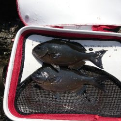 勝浦でグレ釣り