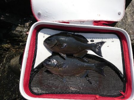 勝浦でグレ釣り