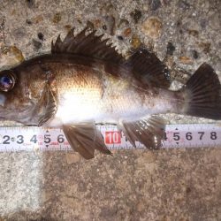 メバルプラッキング