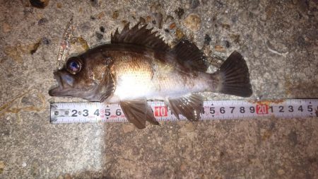 メバルプラッキング