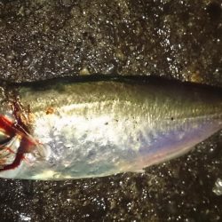 釣りは直感が大事!?