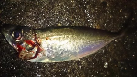 釣りは直感が大事!?