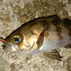 ちょこっとメバリング