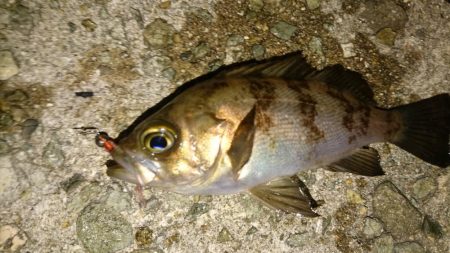 ちょこっとメバリング