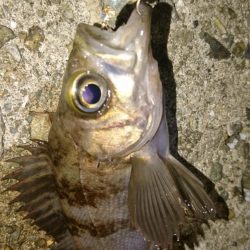 そろそろ春本番