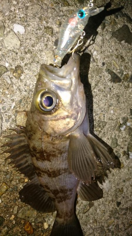 そろそろ春本番