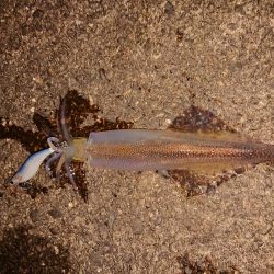 久しぶりの複数釣果