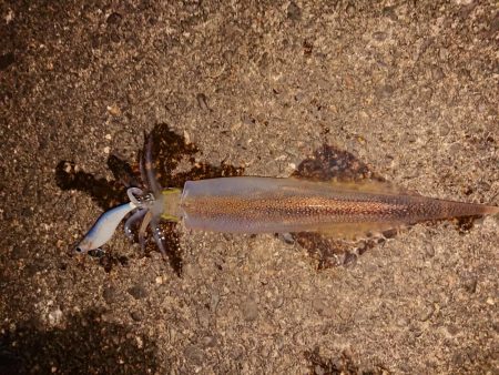 久しぶりの複数釣果