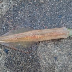 ヤリイカエギング