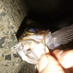 好調メバリング