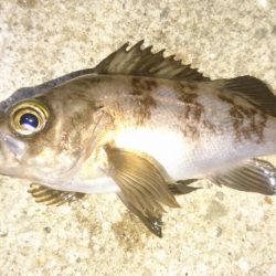 放置プレイがお好き？