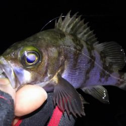 渋々メバリング