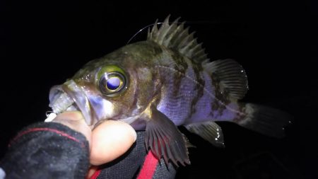 渋々メバリング