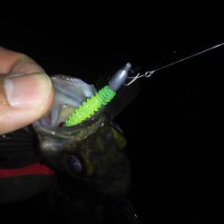 暴風雨のちメバリング