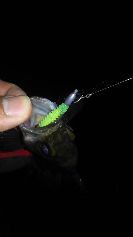 暴風雨のちメバリング