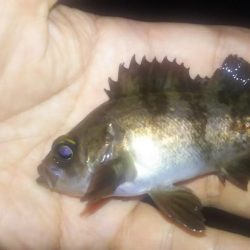 春はまだ遠い…