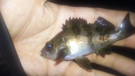 春はまだ遠い…