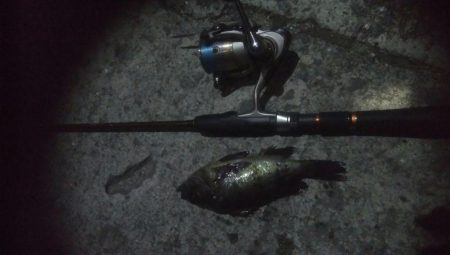 シーバス＆メバーリング