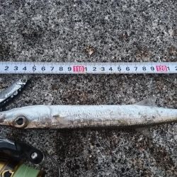 暴風でも活性の高いのはオニカマスだけ