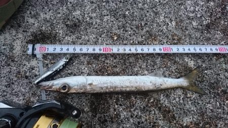 暴風でも活性の高いのはオニカマスだけ