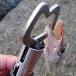 オニカマス入れ食い