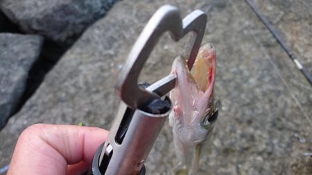 オニカマス入れ食い