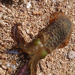 西表島アオリイカ、サーフでランガン