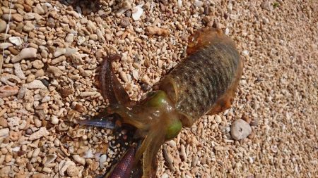 西表島アオリイカ、サーフでランガン