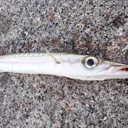 西表島、オニカマス爆釣果